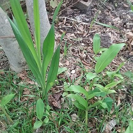 Ginger, iris and gardenias