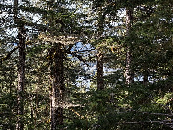 3rd image of 5 Alpine Falls Cir