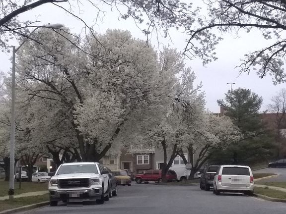5th image of 1649 Tulip Ave