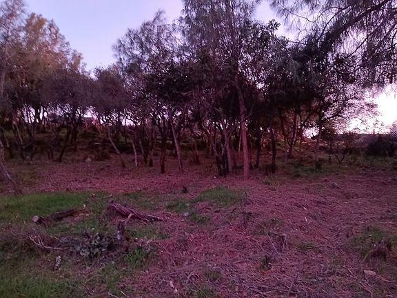 Choose which trees to keep! 