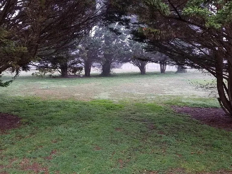 Front yard