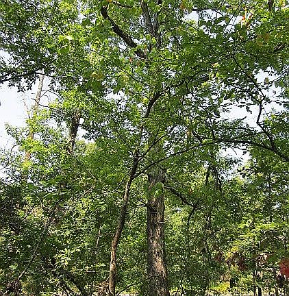 3rd image of 94 Hictochee Dr