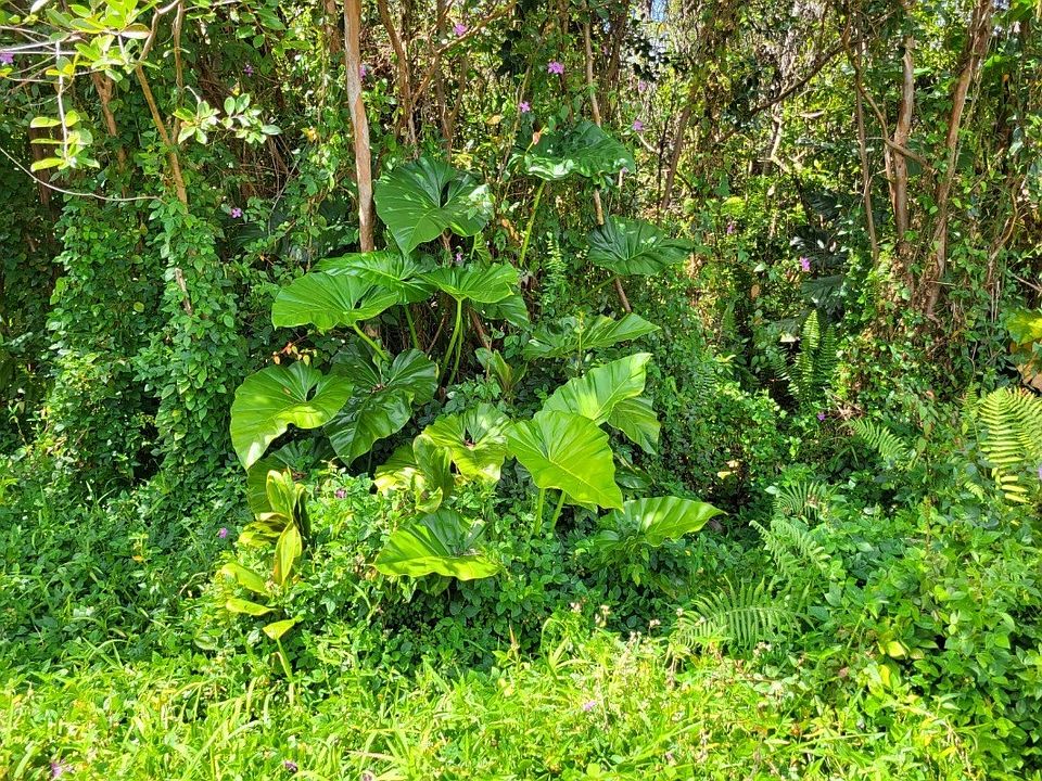 1st image of Oneloa St Lot 61