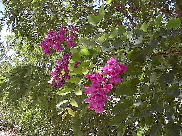 Lush Vegetation