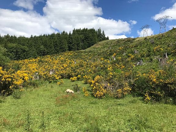 Pasture and forest land