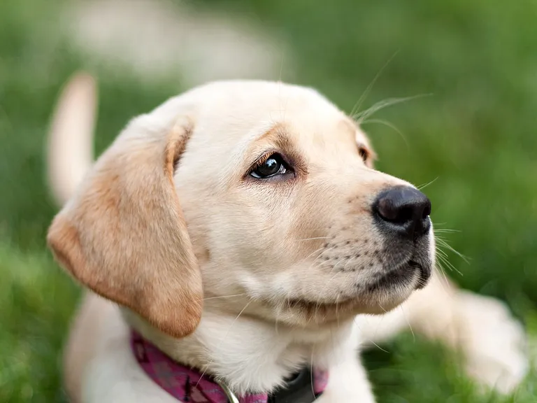 Yellow Lab
