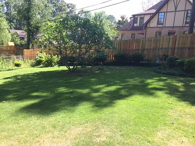 Back yard