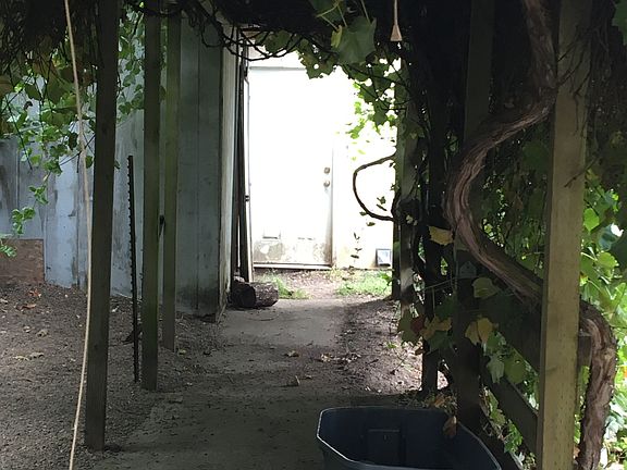 Under grapevine