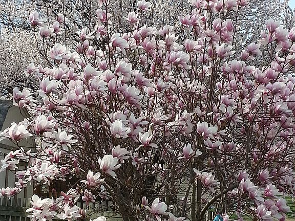 Spring Day Side Yard