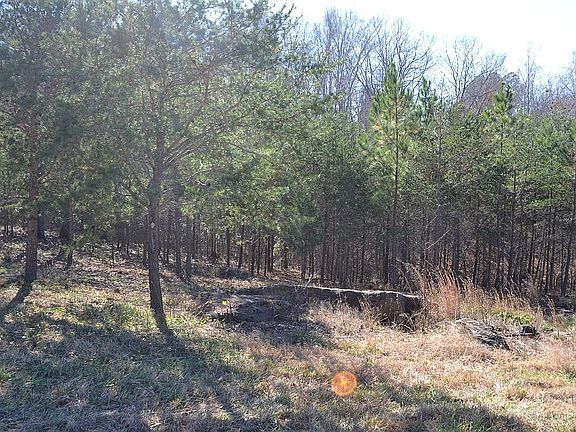 Looking at the wooded area