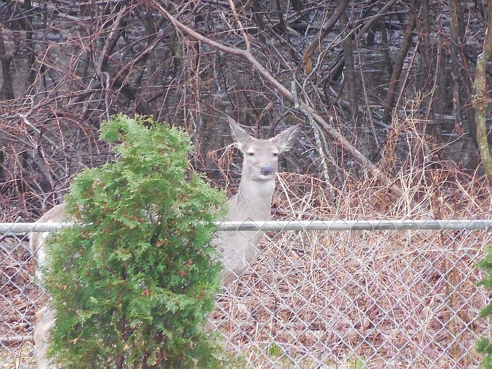 1st image of 30837 Woodstream Dr