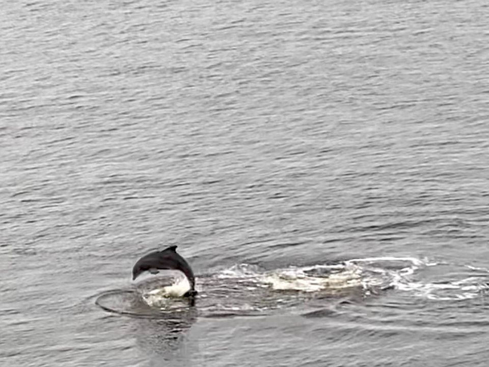 Dolphin frolic, play, and eat mullet that gather in waters feet from condo's seawall.