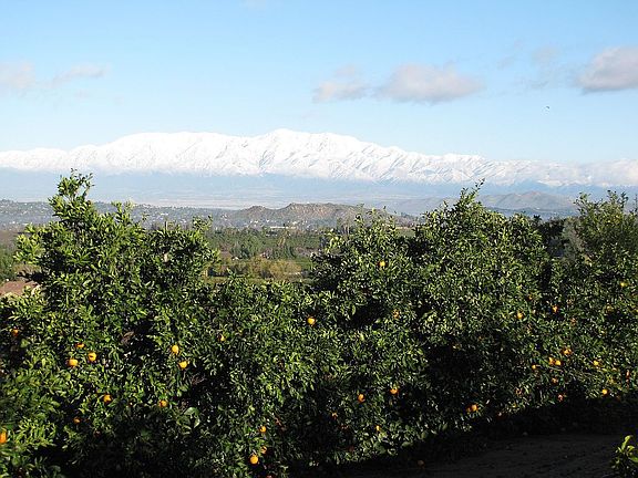 citrus orchard