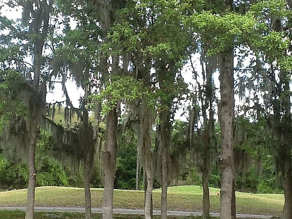 Backyard view of golf course