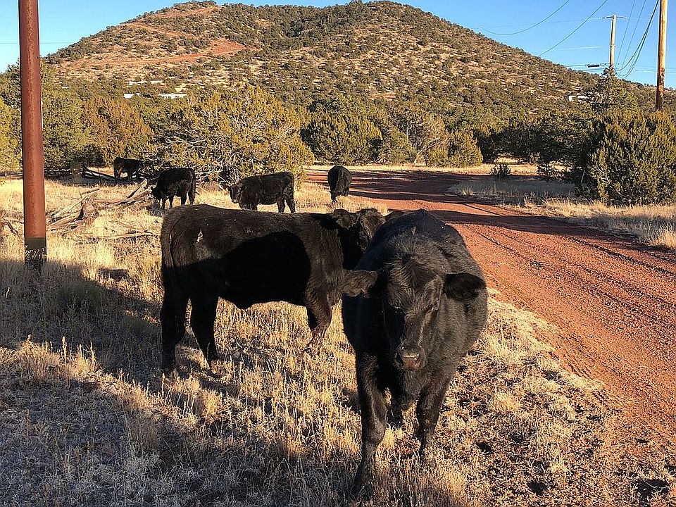 Roaming cows not included :)