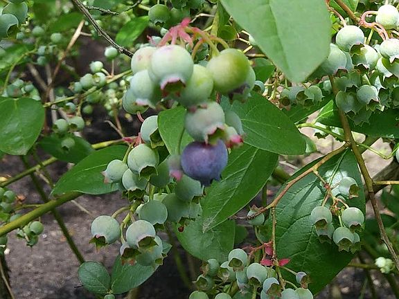 Blueberries are almost ripe!