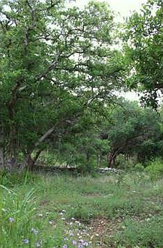 trees and wildflowers
