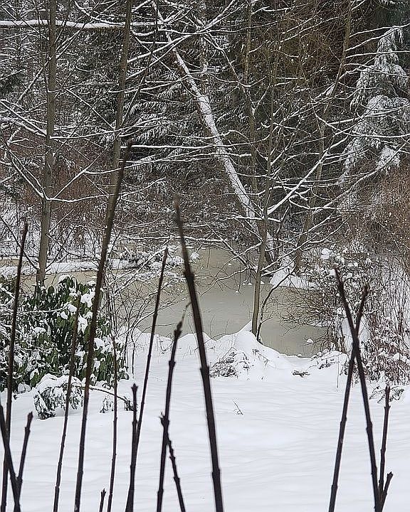 Duck pond in the Winter