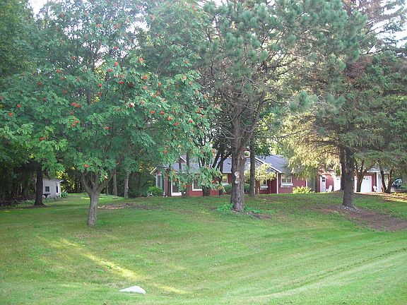 Wide front view-Mtn ash tree