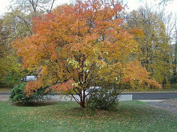 White Flowered Crape Myrtle in Front Yard looking at Park