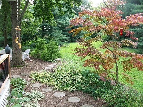 the back yard