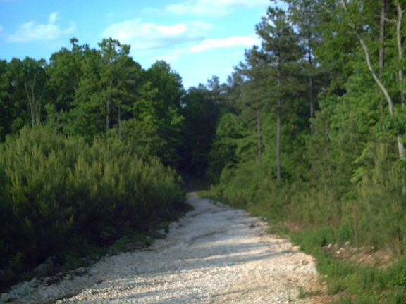 trail thru forest to park and river