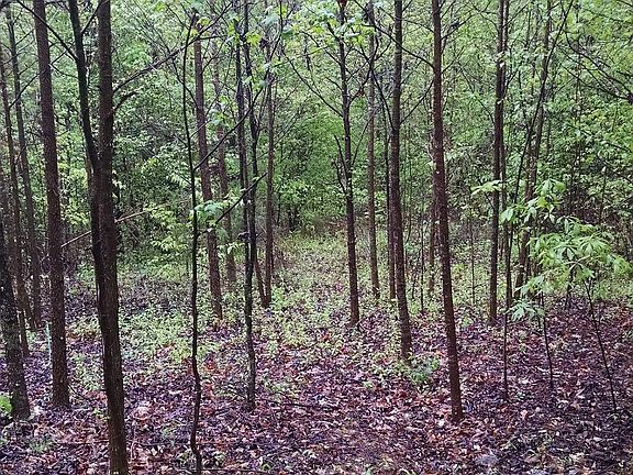 4th image of 120 Amandas Autumn Ln