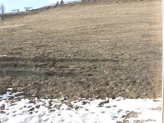back yard/sledding hill