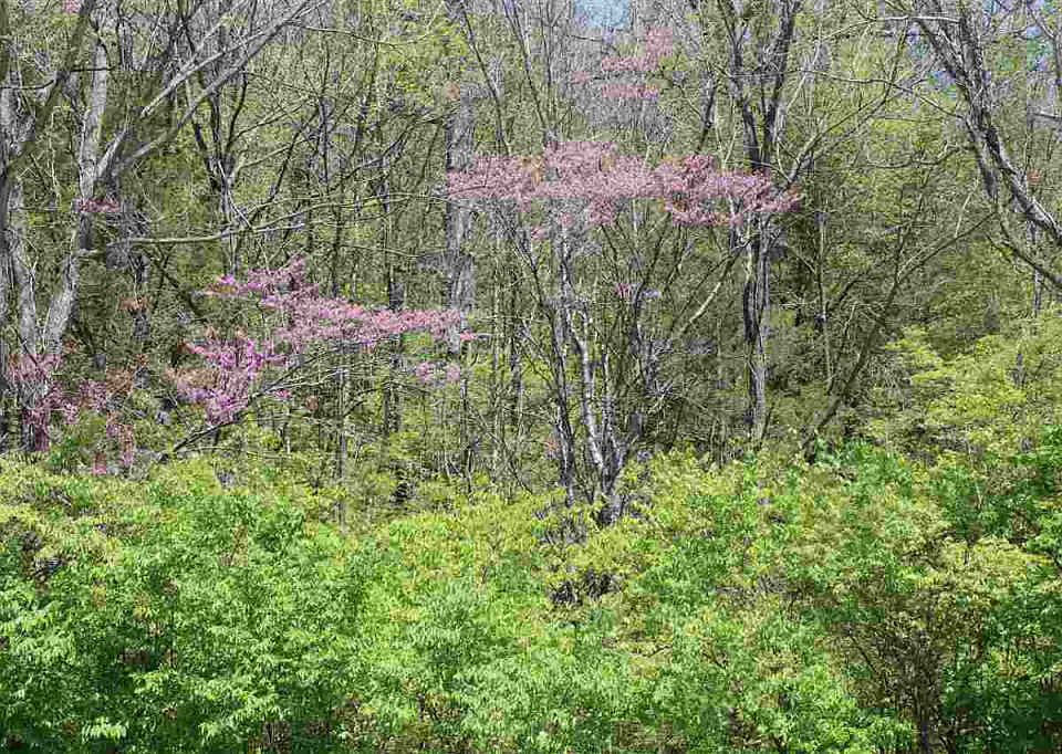 2nd image of 111 Timbercrest Rd