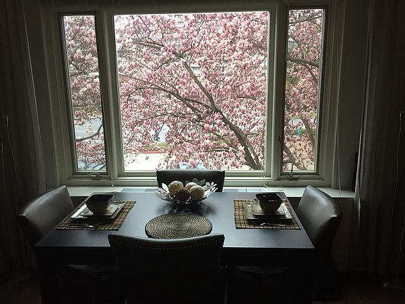 Beautiful tea-cup magnolia tree filling large dining table window