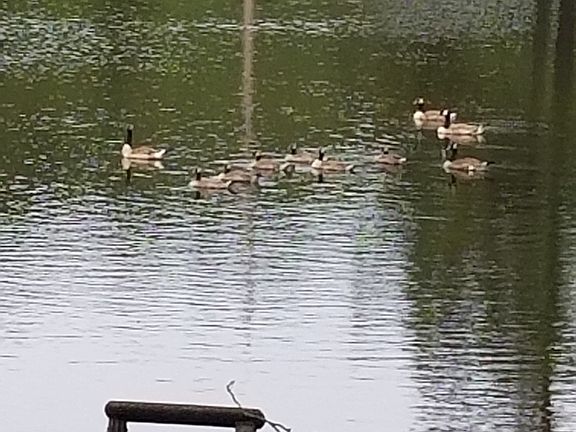 Resident family of Geese