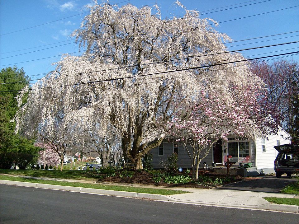 SPRING IN BLOOM