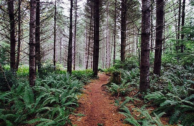 Trail near house 