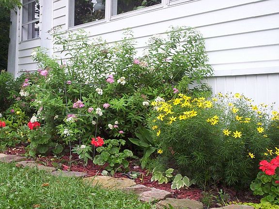 flowers in front yard