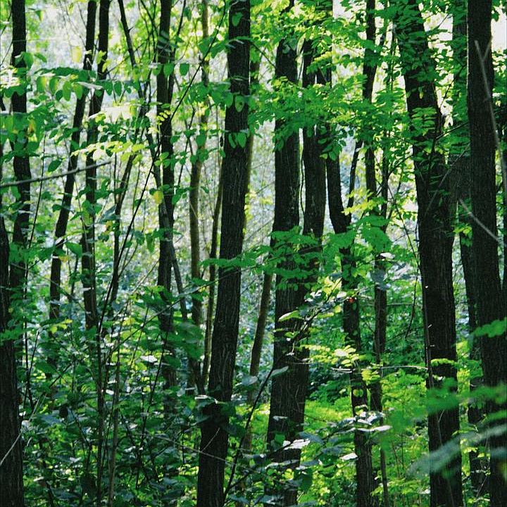 1st image of 0 National Forest Access Rd
