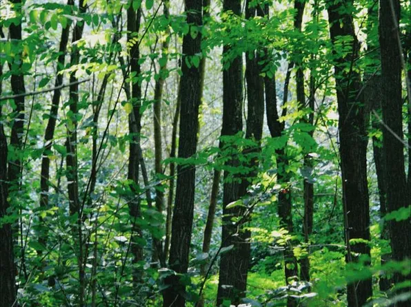 0 National Forest Access Rd, Luray, VA 22835