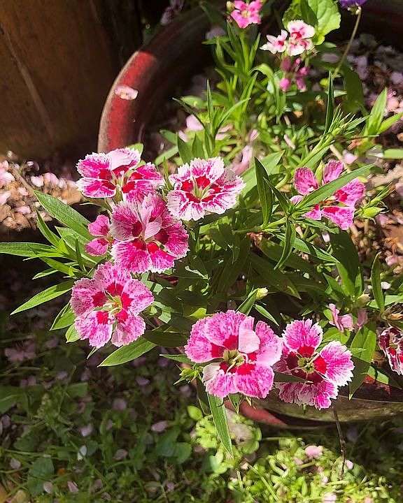 Springtime flowers