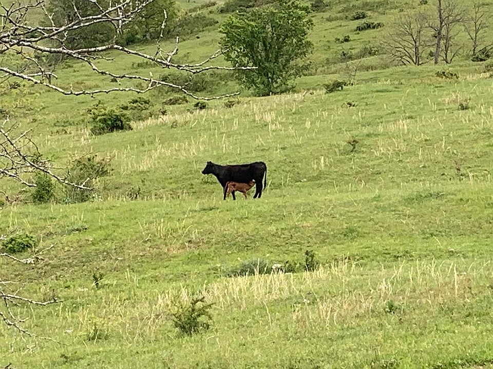Pasture 