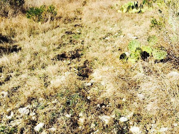 Game trail