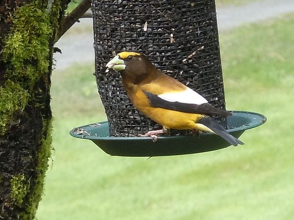 Evening Grosbeaks@feeder