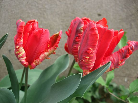 ...Bring May Flowers ( and summer tomatoes if you want. )