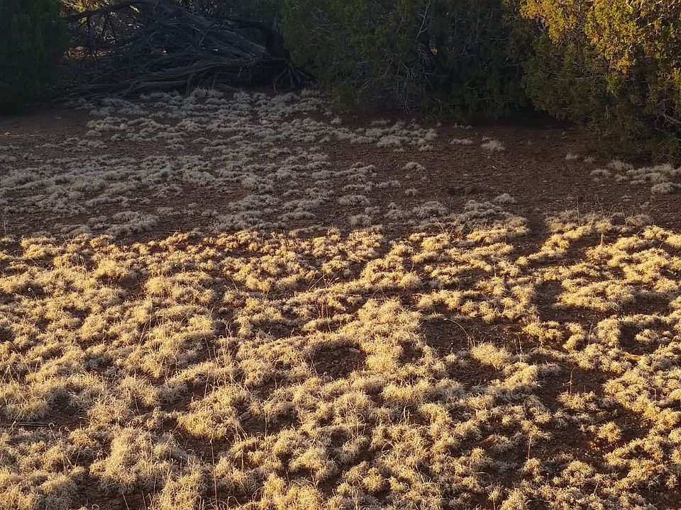 2nd image of 1231 E Indian Blanket Rd