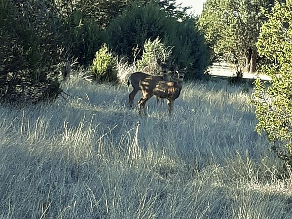 3rd image of 134 W Deer Trl