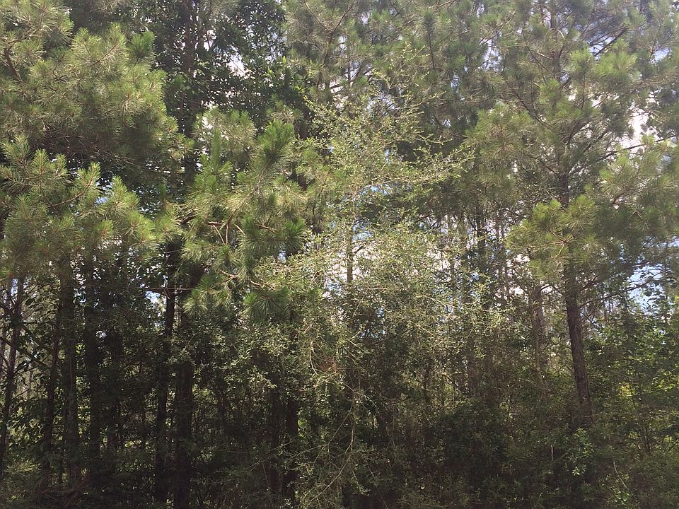 1st image of 43 Acres Hwy #60