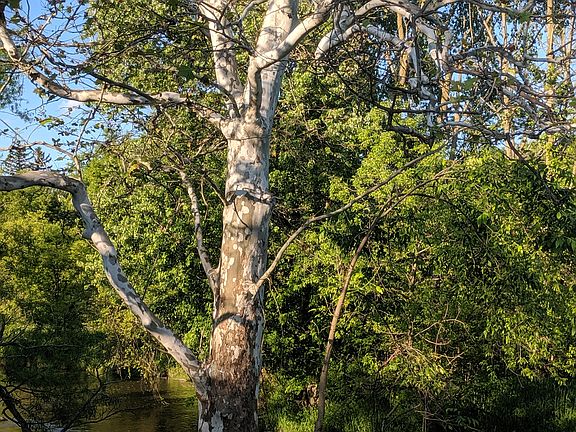 Sycamore tree on river