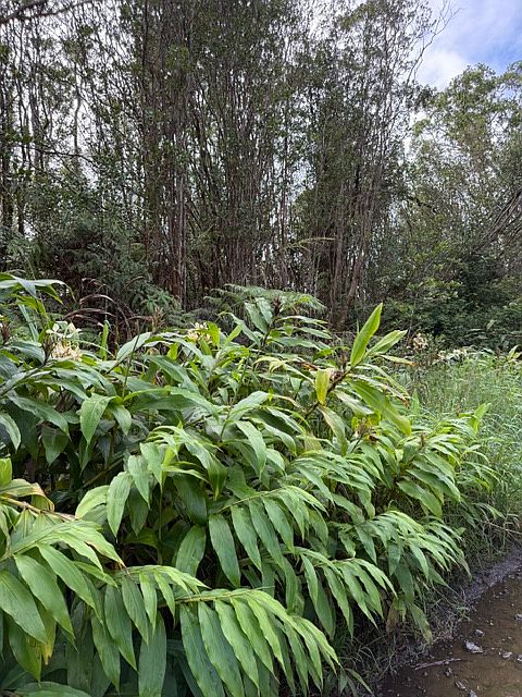 2nd image of Road 4 Lot 177