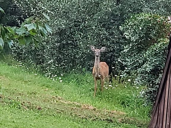 Plenty of wildlife that visit