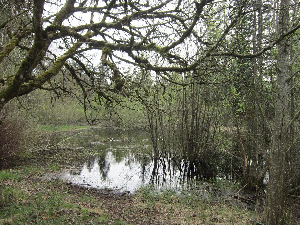 Pond Spring 2019