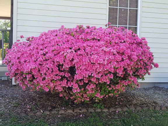 Pink Azalea Bush