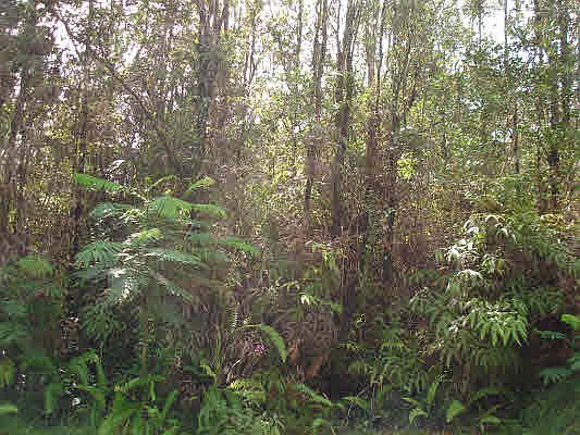 2nd image of Alii Rd Lot 1137